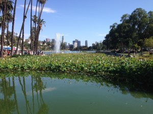 The lotuses and fountain of Echo Park Lake.  In the background, the downtown skyline.