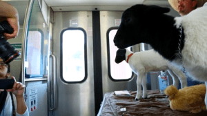 Farm animals enjoy a trip on the Metrolink.  Screenshot via YouTube.