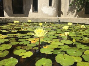Blooming lotus in one of the gardens near the guest homes of Lummis House.